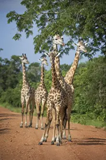 Clustered Prints: Thornicrofts giraffe (Giraffa camelopardalis thornicrofti), South Luangwa National Park