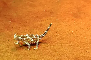 Northern Territory Prints: Thorny devil (Moloch horridus) walks on red sand in Desert Park at Alice Springs