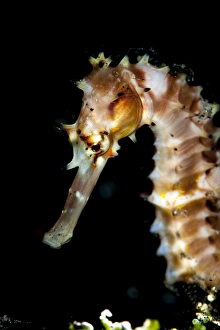 Black Background Prints: Thorny seahorse (Hippocampus hystrix), Sulawesi, Indonesia, Southeast Asia, Asia