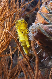 Under Water Prints: Thorny seahorse (Hippocampus hystrix)