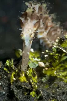 Images Dated 29th May 2008: Thorny seahorse (Hippocampus hystrix), Sulawesi, Indonesia, Southeast Asia, Asia