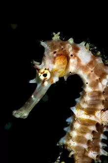 Images Dated 29th May 2008: Thorny seahorse (Hippocampus hystrix), Sulawesi, Indonesia, Southeast Asia, Asia
