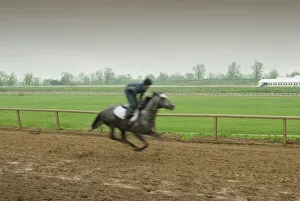 Images Dated 1st January 2000: The Thoroughbred Center