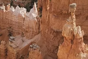 Images Dated 21st November 2007: Thors Hammer, Bryce Canyon National Park, Utah, United States of America