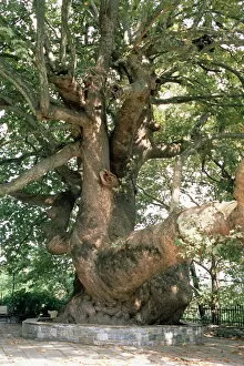 Images Dated 16th January 2000: One thousand year old plane tree