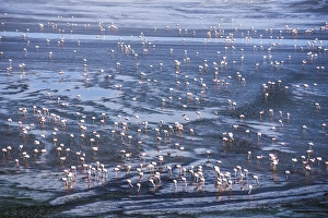 Altiplano Prints: Thousands of flamingos at Laguna Colorada, a salt lake in the Altiplano of Bolivia