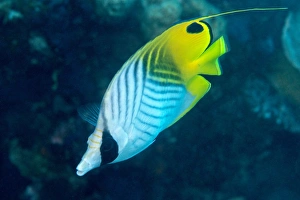 Sealife Prints: Thread fin butterflyfish (Chaetodon auriga), usually seen in pairs, Queensland, Australia