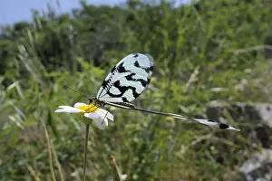 Invertebrate Prints: Thread winged lacewing or Spoonwing lacewing (Nemoptera sinuata) feeding on Ox eye daisy (Leucanthemum vulgare)