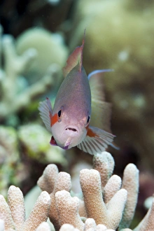 Images Dated 2nd June 2008: Threadfin anthias (Pseudanthias huchti) male, Sulawesi, Indonesia, Southeast Asia, Asia