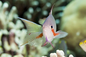 Images Dated 2nd June 2008: Threadfin anthias (Pseudanthias huchti) male, Sulawesi, Indonesia, Southeast Asia, Asia