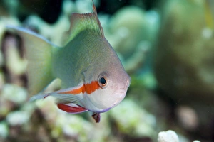 Images Dated 2nd June 2008: Threadfin anthias (Pseudanthias huchti) male, Sulawesi, Indonesia, Southeast Asia, Asia