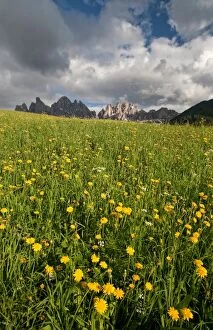 Images Dated 31st May 2008: A threatening sky contrasting with a blooming field in the Puez-Odle National Park, Dolomites