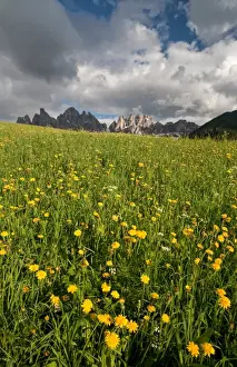 Alpine Meadow Prints: A threatening sky contrasting with a blooming field in the Puez-Odle National Park