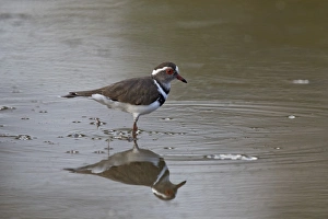 Charadrius Tricollaris Prints: Three-banded plover (Charadrius tricollaris), Selous Game Reserve, Tanzania, East Africa