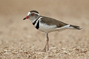 Three-banded plover (Charadrius tricollaris), Kruger National Park, South Africa, Africa