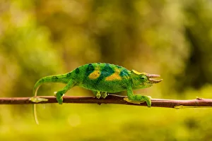 Rwanda Prints: Three-horned Chameleon in Volcanoes National Park, Rwanda, Africa