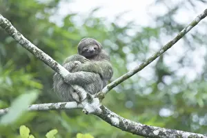 Arenal Prints: Three-toed sloth (Bradypus variegatus) sitting on a tree, Arenal, La Fortuna