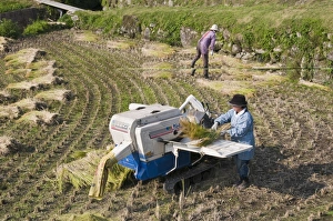 Images Dated 9th October 2008: Threshing freshly harvested rice in a small terraced paddy field near Oita
