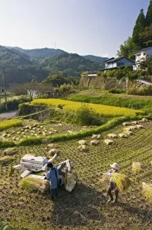 Threshing freshly harvested rice in a small terraced paddy field near Oita