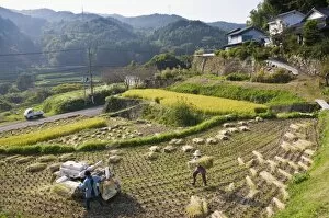 Images Dated 9th October 2008: Threshing freshly harvested rice in a small terraced paddy field near Oita