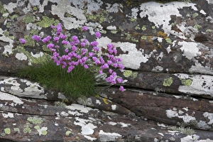 Thrift, Armeria maritima
