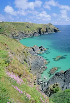 Blooming Prints: Thrift flowering on the cliffs, The Lizard, Cornwall, England, UK