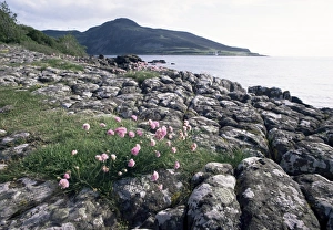 Arran Prints: Thrift growing on Kingscross Point