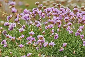 Ornamental Prints: Thrift (Sea Pink) (Armeria maritima)