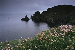 Thrift Prints: Thrift above the West Mainland coast with boat in distance