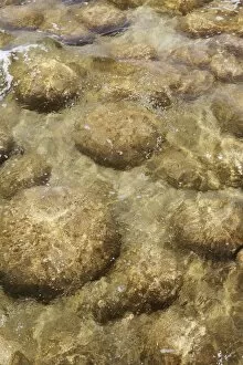 Images Dated 25th December 2011: Thrombolites, living stones, in Lake Clifton, Yalgorup National Park, Western Australia