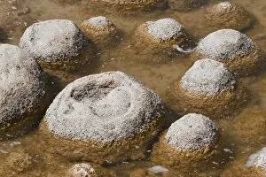 Thrombolites, a variey of microbialite or living rock that produce oxygen