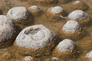 Images Dated 9th March 2005: Thrombolites, a variey of microbialite or living rock that produce oxygen