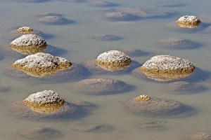 Images Dated 9th March 2005: Thrombolites, a variey of microbialite or living rock that produce oxygen