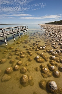 Images Dated 9th March 2005: Thrombolites, a variey of microbialite or living rock that produce oxygen