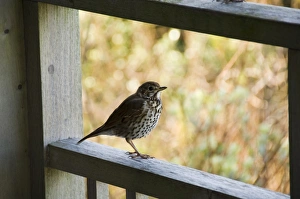 Scillies Prints: Thrush, Bryer (Bryher)