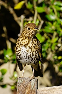 Thrush, Isles of Scilly, England, United Kingdom, Europe