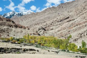 Ladakh Prints: Around the Tibetan Buddhist Hemis Monastery