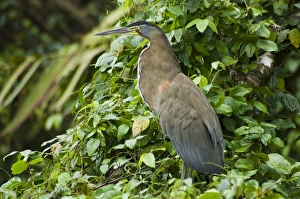 Costa Rican Prints: Tiger Heron, Tortuguero National Park, Costa Rica, Central America