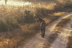 Tiger Prints: Tiger, Kanha National Park