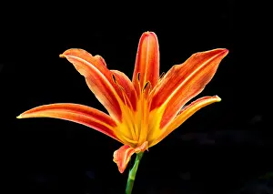 Floral Prints: Tiger Lily blooms in vibrant orange color among dark background in Ontario during summer season