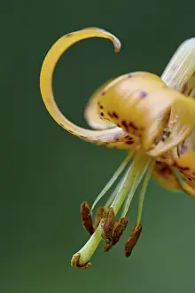 Idaho Prints: Tiger lily (Columbian lily) (Oregon lily) (Lilium columbianum)