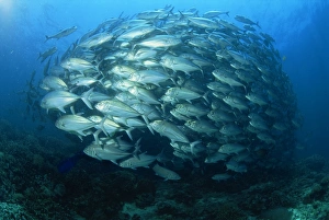 Tightly balled school of jack fish