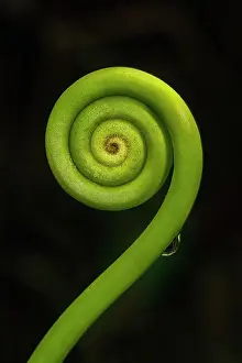 Still Life Prints: Tightly coiled fern frond (fiddlehead) in the rainforest on Tenorio volcano