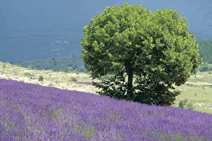 Fragrant Prints: Tilia tree in a lavender field, Drome department, region of Rhone-Alpes, France, Europe
