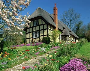 Thatch Collection: Timber framed thatched cottage and garden with spring flowers at Eastnor in Hereford