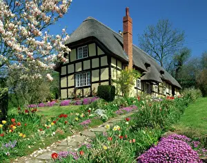 Gardens Prints: Timber framed thatched cottage and garden with spring flowers at Eastnor in Hereford