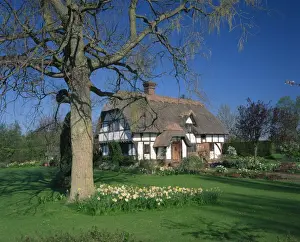 Timber framed thatched cottage and garden with spring flowers at Yalding near Maidstone