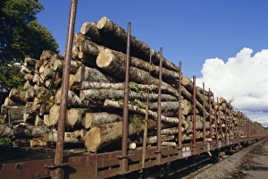 Finnish Prints: Timber logs at rail siding, Finland, Scandinavia, Europe