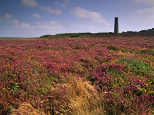 Heather Prints: Tin mine near St. Just, and heather, Cornwall, England, United Kingdom, Europe