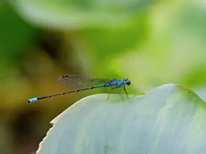 Busy Prints: Tiny forktail dragonfly, Ischnura capreolus